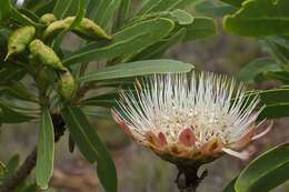 Image of protea