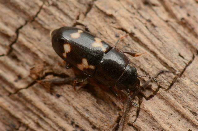 Image of <i>Glischrochilus quadriguttatus</i>