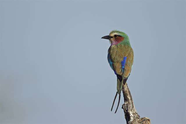 Sivun Coracias Linnaeus 1758 kuva