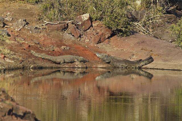 Image of crocodiles