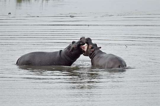 Hippopotamus Linnaeus 1758 resmi