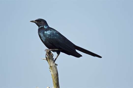 Image of Lamprotornis Temminck 1820