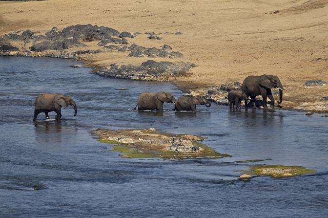 Image of African elephant