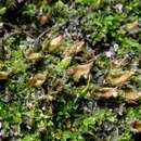 Image of diphyscium moss