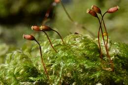 Image of isothecium moss