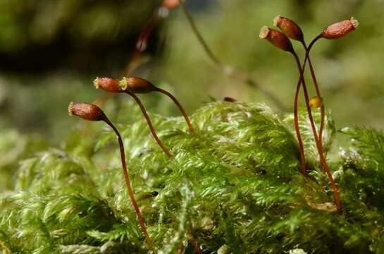 Image of isothecium moss