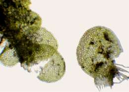 Image of Jungermanniaceae