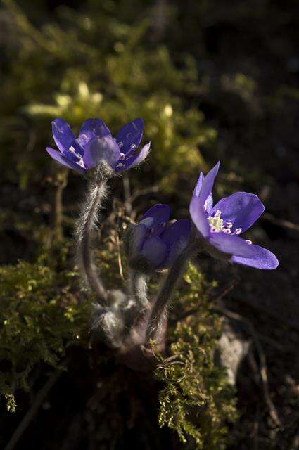 Image of hepatica