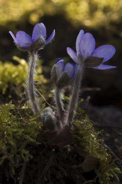 Image of hepatica