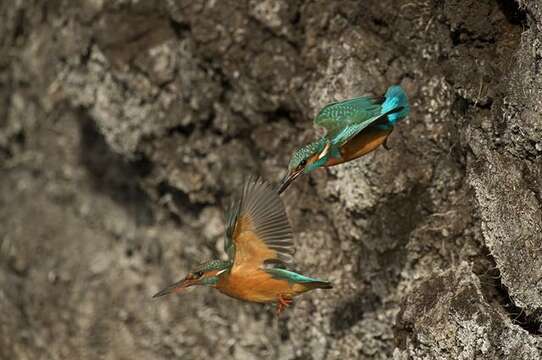 Sivun Alcedo Linnaeus 1758 kuva