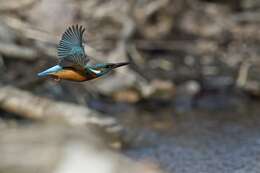 Image of Alcedo Linnaeus 1758