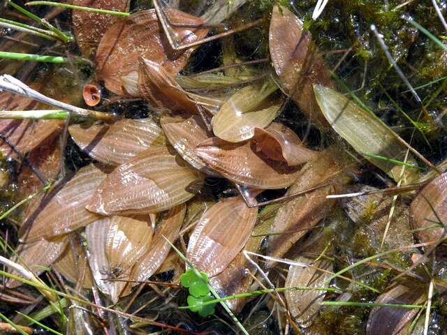 Image of Fen Pondweed