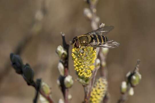 Image of Syrphus