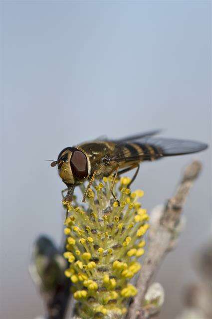 Image de Syrphus