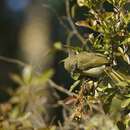 Image of Sombre Bulbul