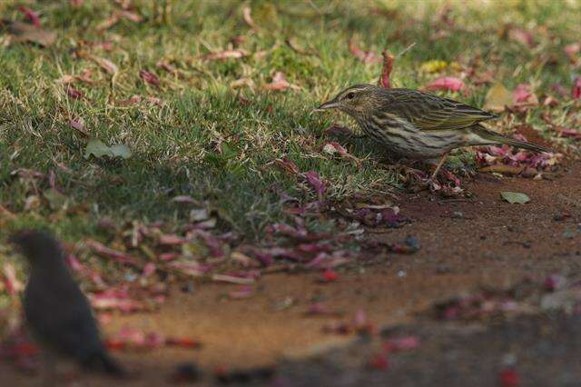 Image of Striped Pipit