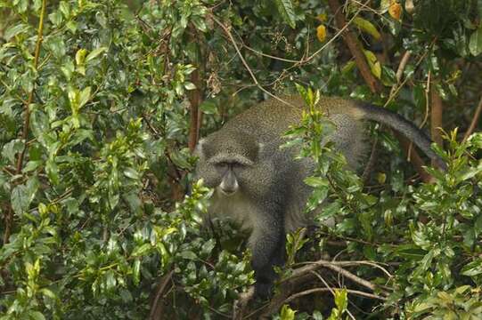 Imagem de Cercopithecus mitis labiatus I. Geoffroy Saint-Hilaire 1842