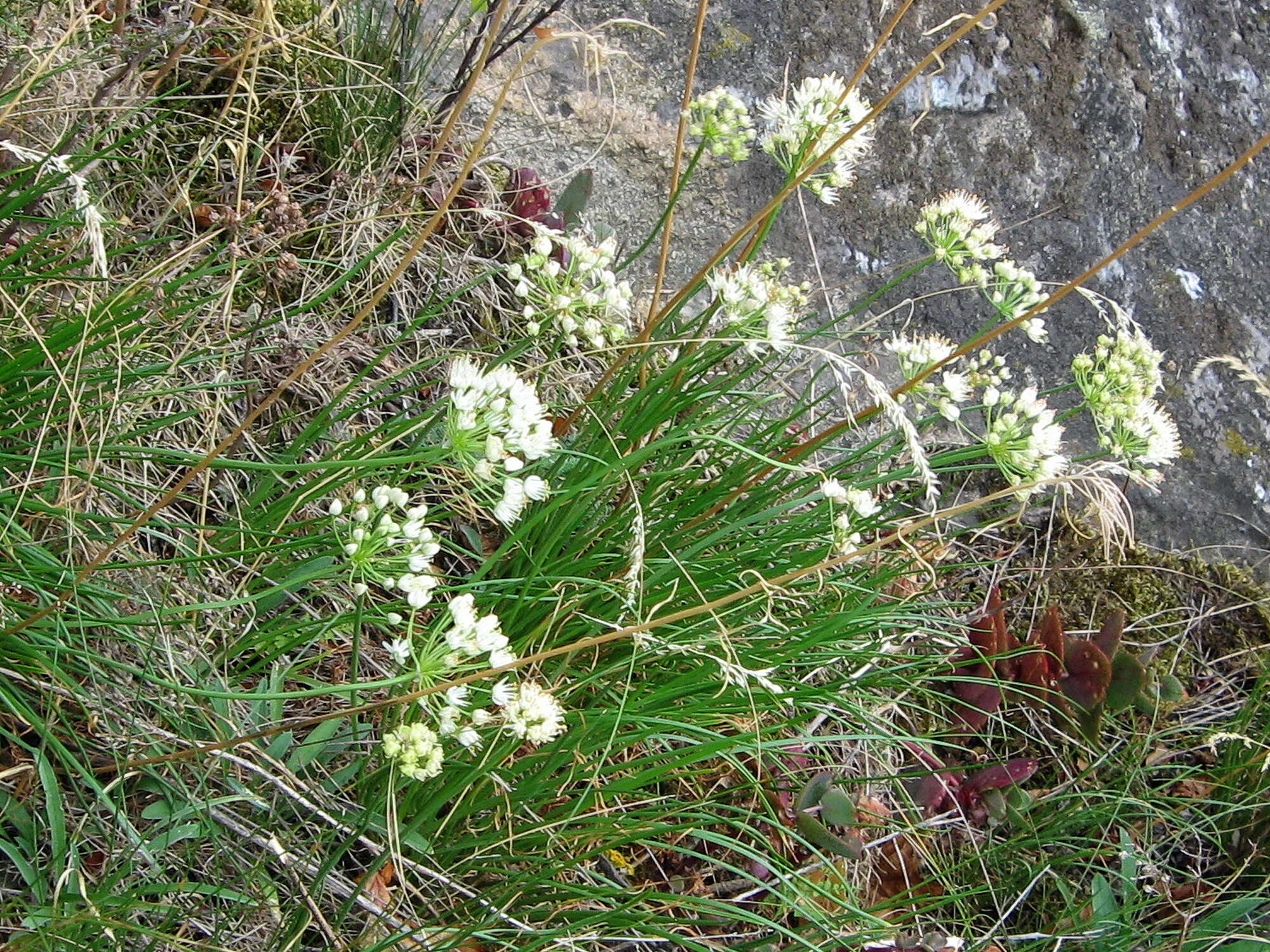 Image of Allium flavescens Besser