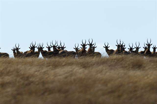 Image of Blesbok