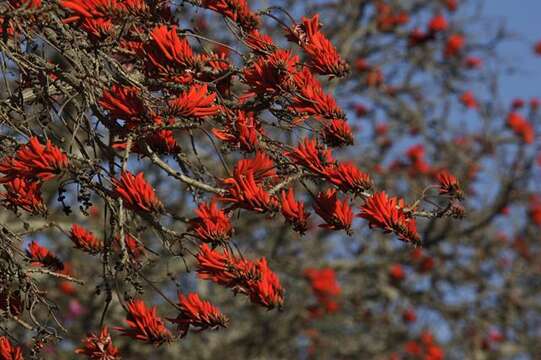 Image of Coral tree