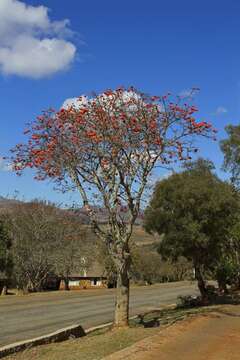 Image of Coral tree