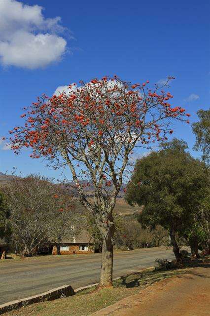 Image of Coral tree