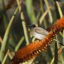 Plancia ëd Pycnonotus tricolor (Hartlaub 1862)