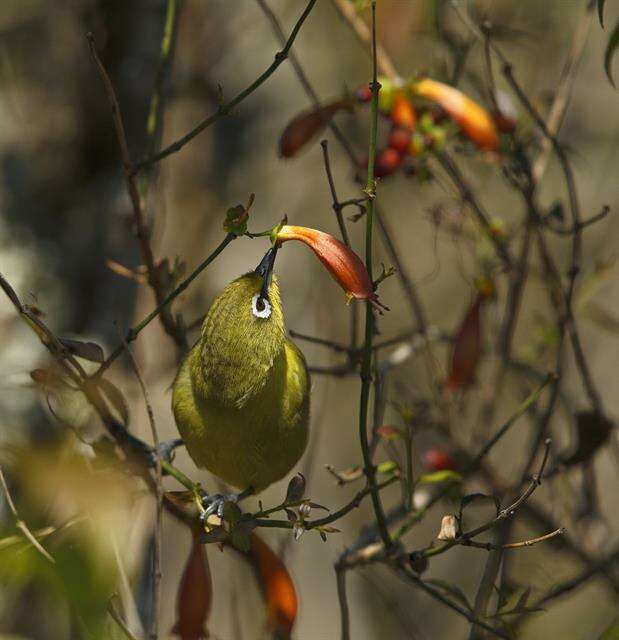 Image of <i>Zosterops capensis</i>