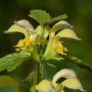 Image of Lamium galeobdolon subsp. argentatum (Smejkal) J. Duvign.