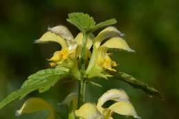 Image of deadnettle