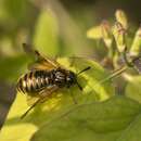 Слика од <i>Abia lonicerae</i>