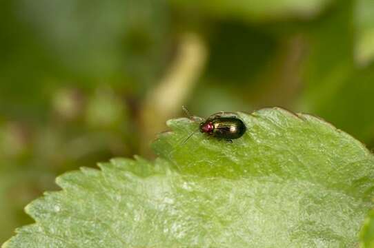 Image of <i>Crepidodera aurata</i>