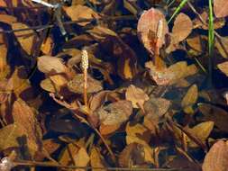 Image of Fen Pondweed