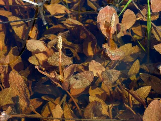 Image of Fen Pondweed