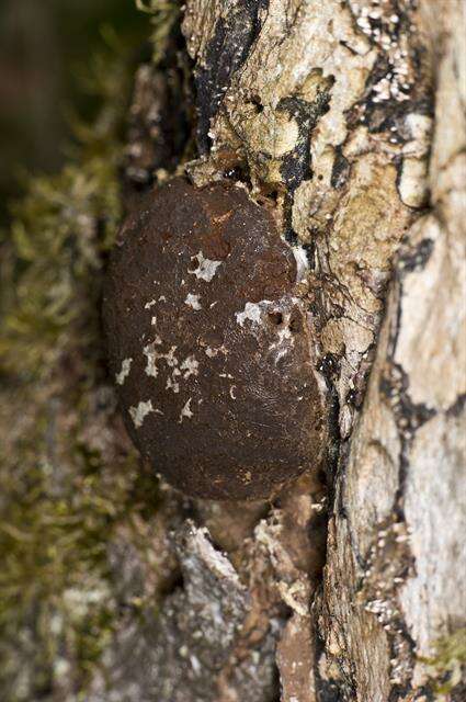 Image of Reticularia Bulliard 1788