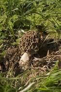 Plancia ëd Morchellaceae