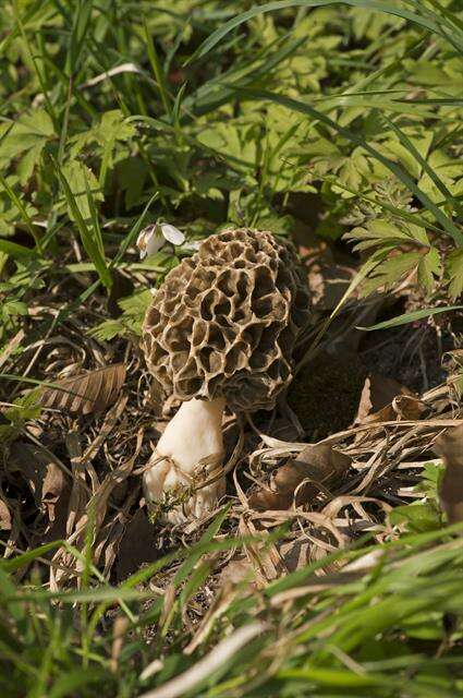 Image of Morchellaceae