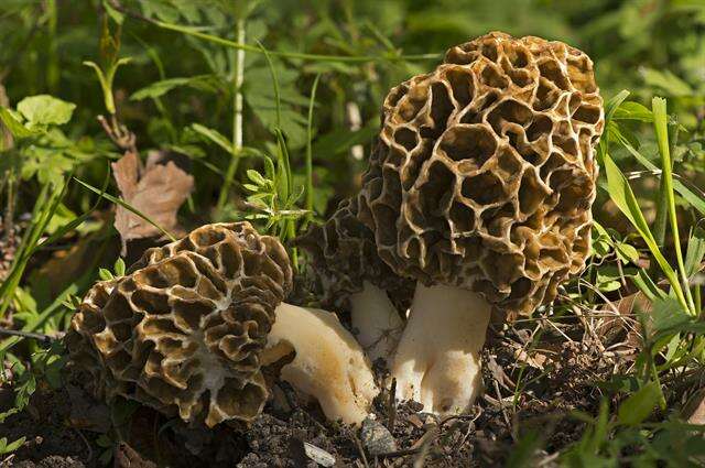 Image of Morchellaceae