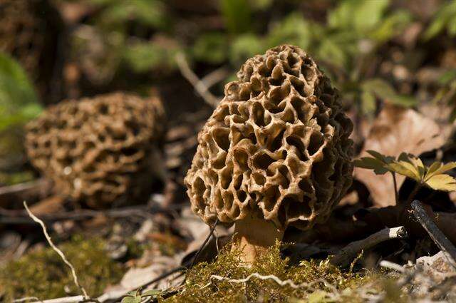 Plancia ëd Morchellaceae