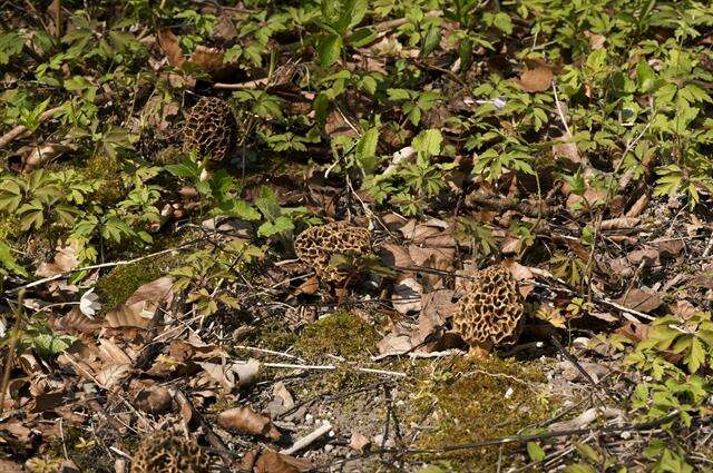 Plancia ëd Morchellaceae