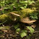 Image of dryad's saddle