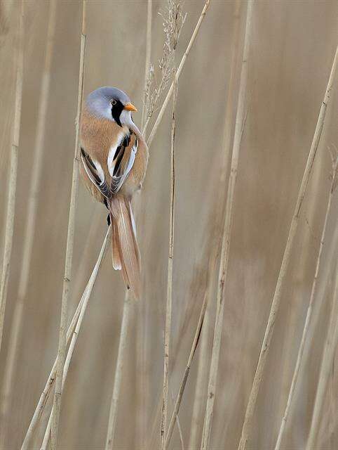 Plancia ëd Panuridae