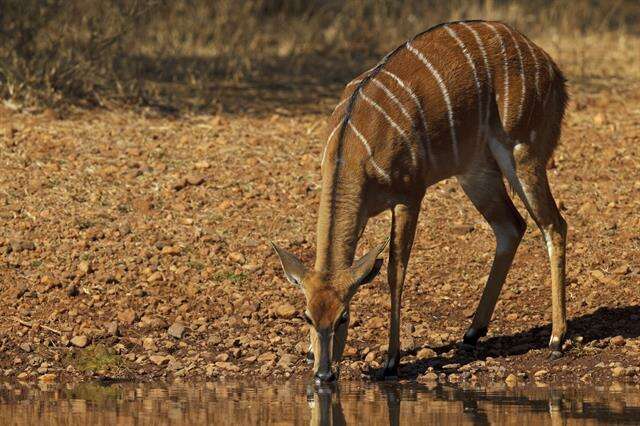 Image of <i>Nyala angasii</i>