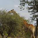 Image de Girafe du Sud