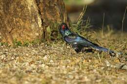 Image of woodhoopoes