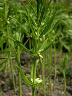 Слика од Polygonatum