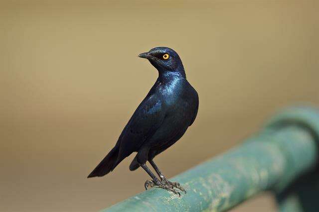 Image of Lamprotornis Temminck 1820