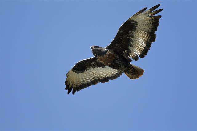 Image of Jackal Buzzard