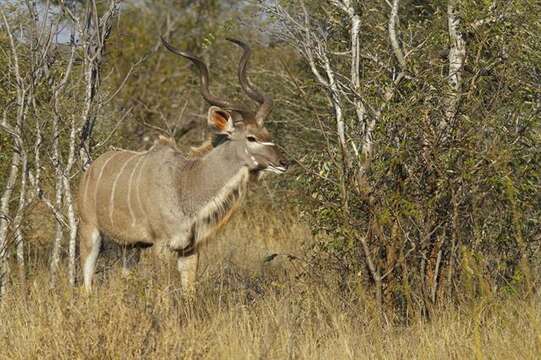 Image of Spiral-horned Antelope