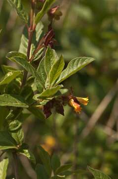 Image of honeysuckle